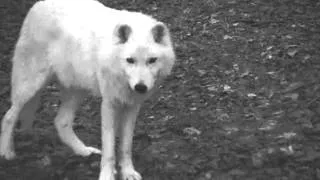 Atka Howling - New York Wolf Conservation Center