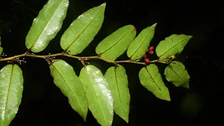 The Ancestor of All Flowers - Amborella trichopoda. Cameo by Jurassic Fern Dungeon.