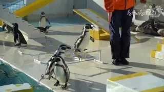 おたる水族館 言う事を聞かないどころか、全くやる気のなかったペンギンショー