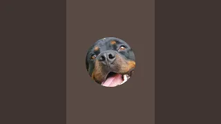 Rottweiler life  is live!#hi friend#wellcome to my channel #subscribe me#thanks😘😘🥰❤