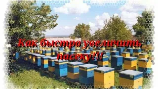 КАК УВЕЛИЧИТЬ ПАСЕКУ С 10 семей в 100 без потери меда и силы семей!!