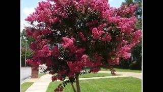 Powdery Mildew on crepe myrtles