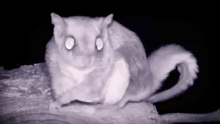 FLYING SQUIRREL is MESMERIZED by TRAIL CAMERA