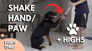 Teach Your Dog To Shake Hand & High Five!