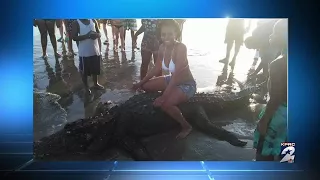 Massive alligator found on beach