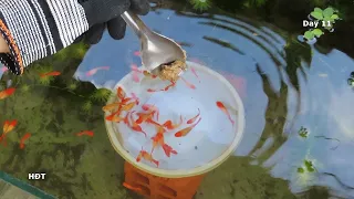 Aquarium (Koi guppies) 2 months 😍 hồ cá (bảy màu Koi) 2 tháng