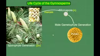 Gymnosperm (Pine) Life Cycle