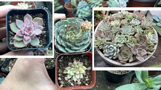 Huge Succulent Unboxing! 🌵 New Products from The Next Gardener // Angels Grove Gardening
