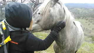 Wild Horse Encounter