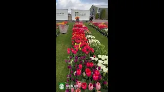 Livestream 06-05-2021 - Tulips