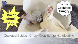 Baby Cockatiel Crop Check Before Hand-feed