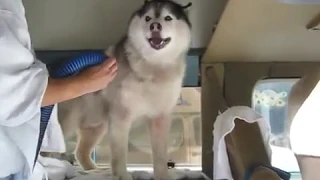 Cry Baby Husky!!