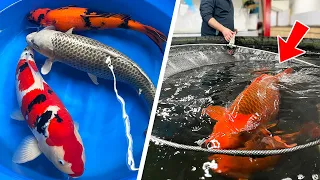 BIG Koi Fish Arrived from Japan! (JUMBO)