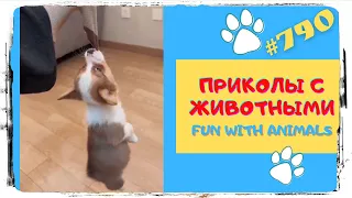 Смешные Животные 😃 Приколы про Животных 👍 Funny Animals 🤣 Fun with Animals