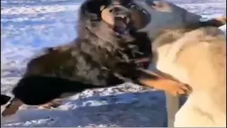 Tibetan Mastiff fights off 3 Wolves!!!