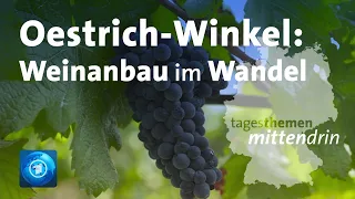 Oestrich-Winkel: Weinanbau im Wandel | tagesthemen mittendrin