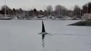 Transient orca swims through Victoria's Inner Harbour | Caught on camera