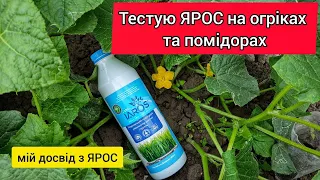 Досліджую ЯРОС на своїх грядках. Підвищуємо врожайність огірківт та томатів органічним добривом.