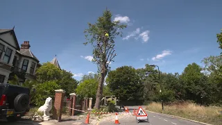 What is Pollarding and why do we do it? Tree Surgery with Essex Tree Care