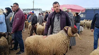 مباشرة من إثنين الحاجب 6/5/2024 مع أثمنة الحولي البرݣي لعيد الأضحى والبكري وخروفة ماعز والنعجة فرجة