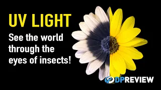 Ultraviolet Light Explained: See the world through the eyes of insects