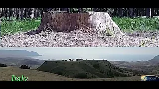 There are giant petrified tree stumps all around!