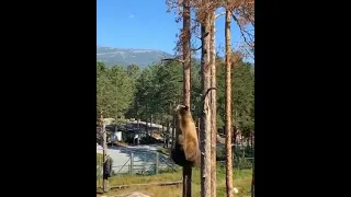 Bear Climbing Tree #shorts