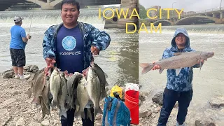 Hmong Iowa City Burlington Dam White Bass And Wiper Fishing