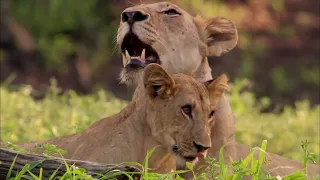 The Lion Queen: Manyari queen of her pride