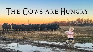 Two Year Old Feeds Cows