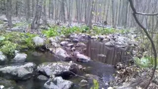 Devil's Den, Nature Conservancy, creek part 1