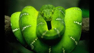 Зеленый змей.