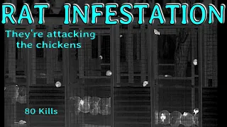 RAT INFESTATION • They're attacking the chickens