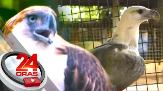 #KuyaKimAnoNa?: Unang binansagang "monkey-eating eagle" ang Philippine eagle dahil... | 24 Oras