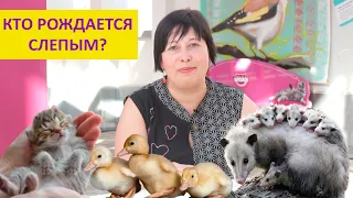 Какие детеныши рождаются слепыми, а какие зрячими и почему? Наталья Носова