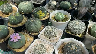 #17 how to grow cactus offset roots