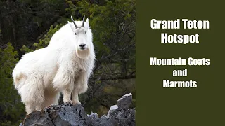 Grand Teton Hotspot, Mountain Goats and Marmots
