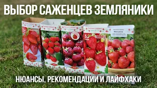 Лучшие сорта земляники садовой. Выращивание рассады земляники. Агротехника земляники (клубники)