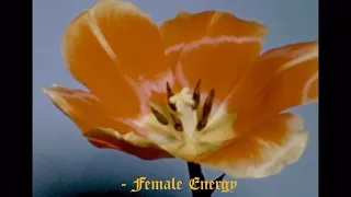 Female Energy - WILLOW (Lyric Video)