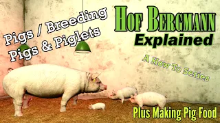 FS19 Hof Bergmann Explained 🐖 Pigs / Breeding Pigs + Piglets 🐖 A How To Series