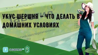 Укус шершня — что делать в домашних условиях