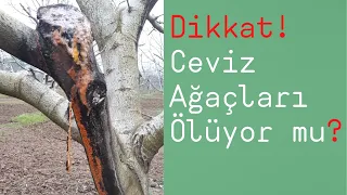 Ceviz Ağaçları Ölüyor mu?