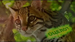 Cat Ocelot .