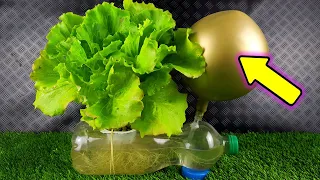 Cultiva lechugas en casa sin parar – Increíble Idea – Lechuga hidropónica infinita