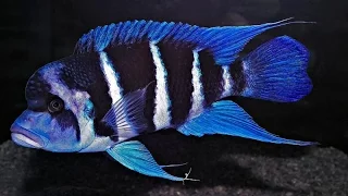 Lake Tanganyika Cichlids part 1