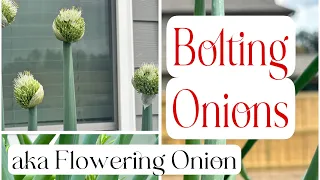 Bolting Onions (aka) Flowering Onions | Gardening Mindfully