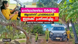 Road ട്രിപ്പിൽ കണ്ട Tropical Fruit Farm അതുക്കും മേലെ!Cairns!Road Trip