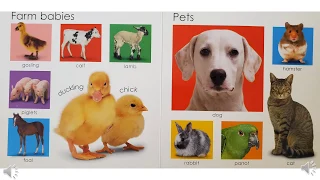 Animal Guessing Game - how much do you know about animals?