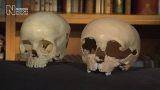How the Neanderthals got their big noses | Natural History Museum