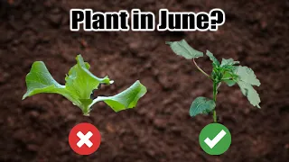 10 Crops to Direct Sow in June, Wherever You Live!
